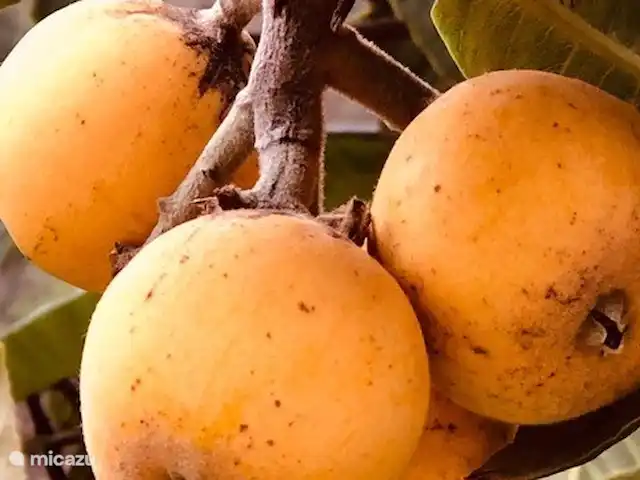 Casa Rosalía en España, Andalucía, Arenas - finca nísperos japoneses