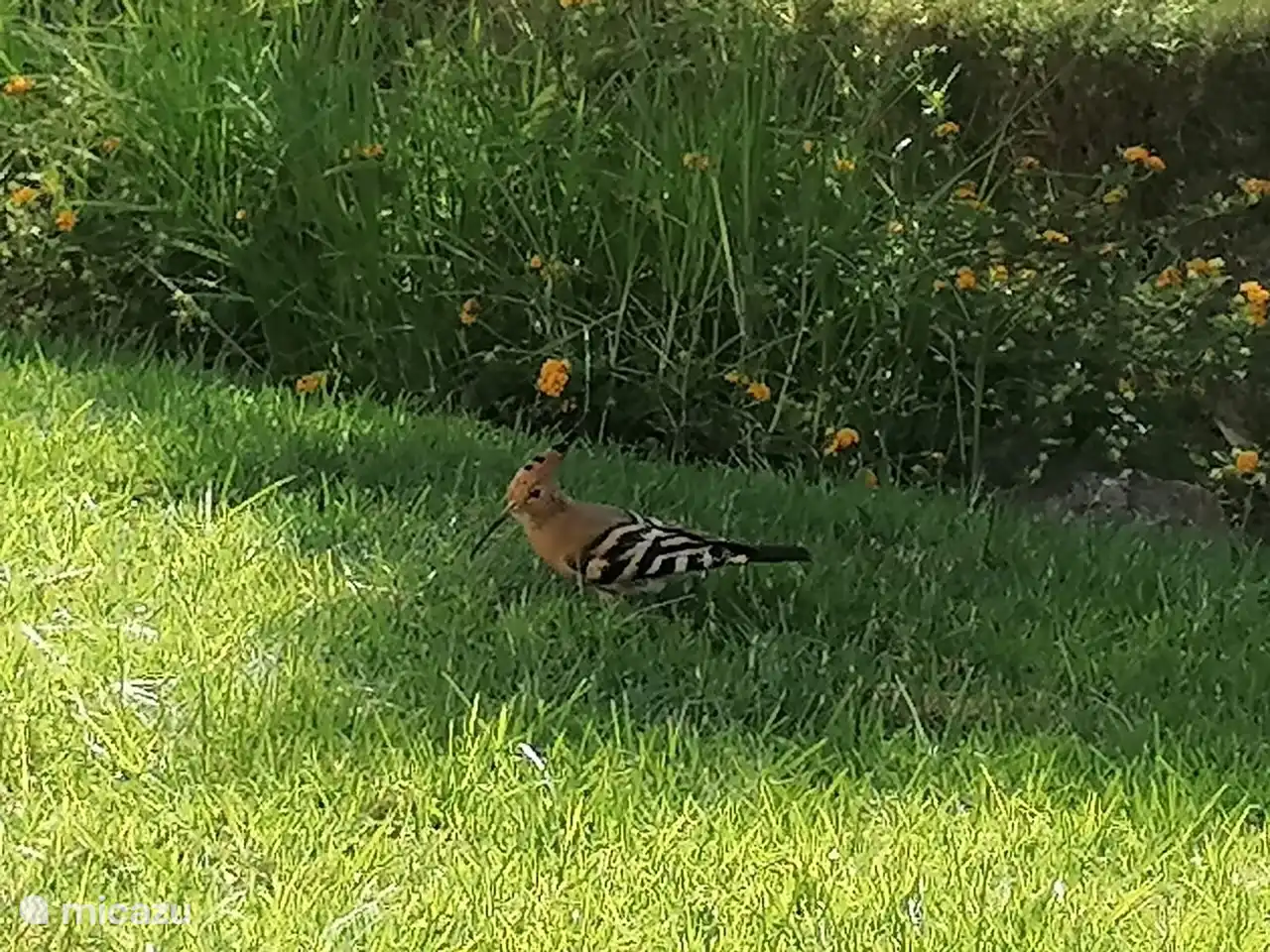 oiseaux étranges dans le jardin (la Huppe fasciée)