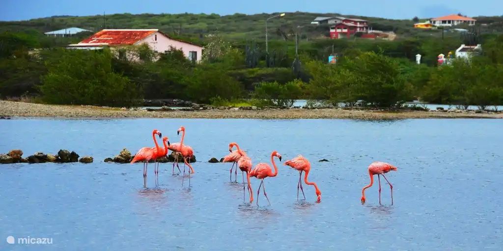 Flamingos Curaçao