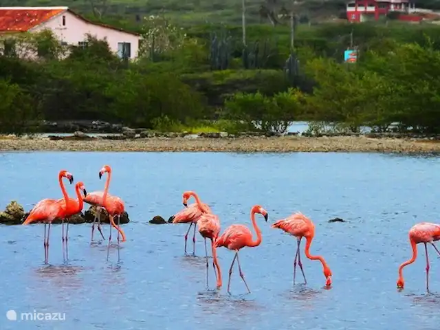 Villa Cas Mi dushi huren in Curaçao, Banda Ariba (oost), Jan Thiel - villa Flamingo's Curaçao