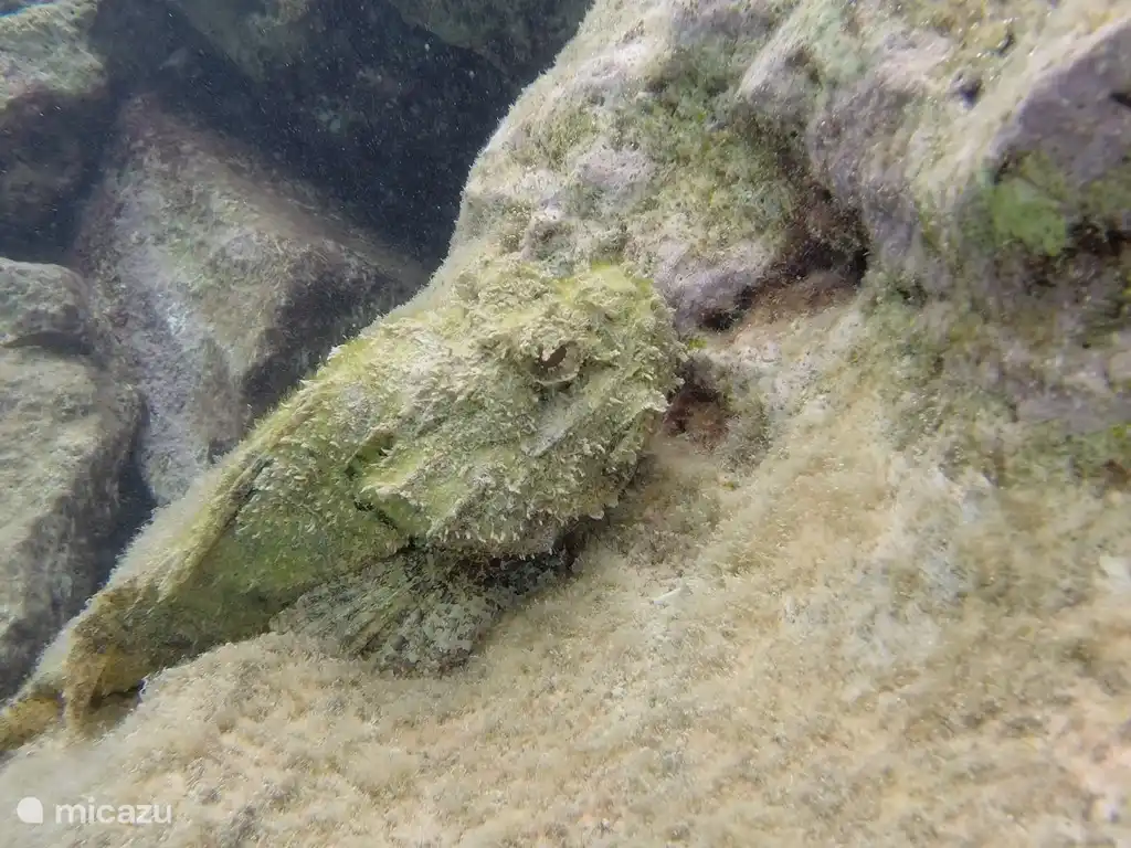 Un poisson scorpion, facile à trouver en snorkeling !