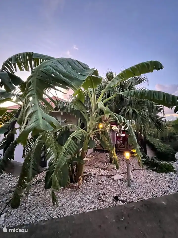 Notre bananier à côté du porche