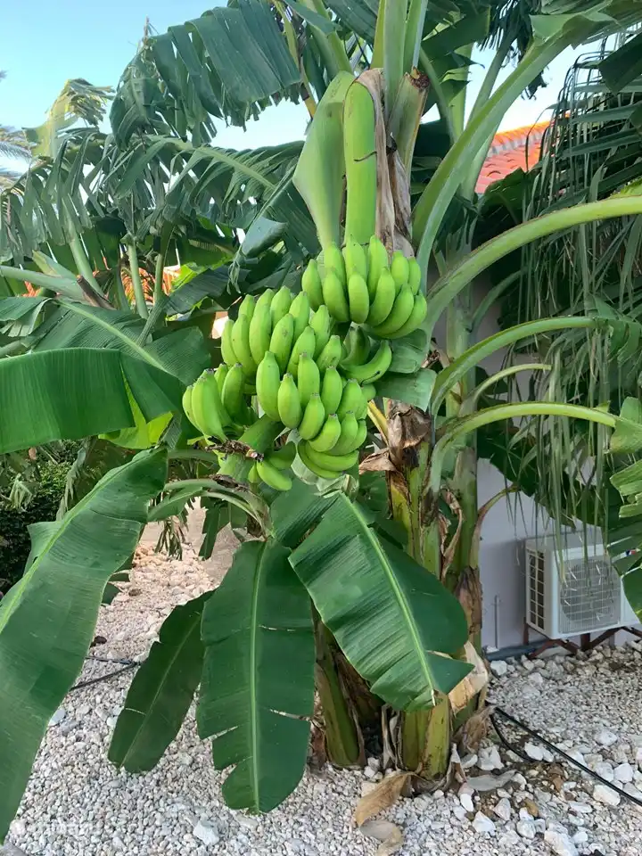 La récolte de bananes est à gagner