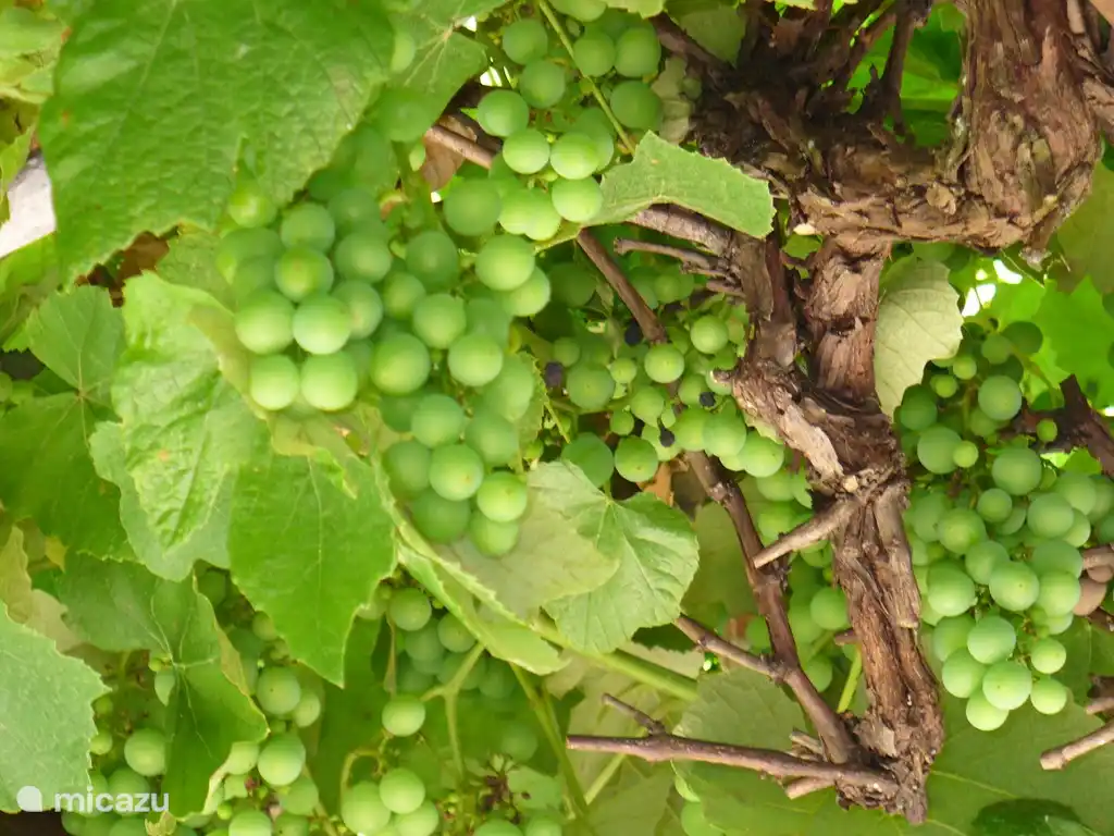 Uvas sobre la pérgola en el jardín.