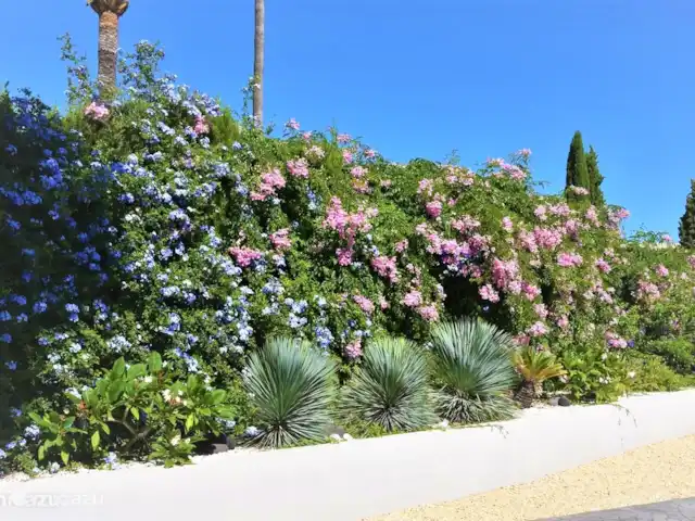 La Guinda del Pastel | Espagne, Costa Blanca, Benidorm - villa Jardin du côté de l'allée