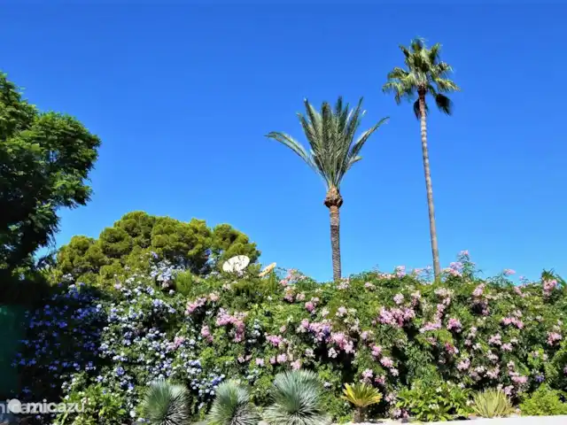 La Guinda del Pastel | Espagne, Costa Blanca, Benidorm - villa Côté jardin