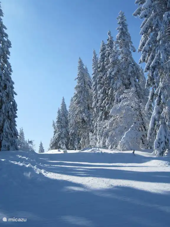 Forêt Noire de Feldberg