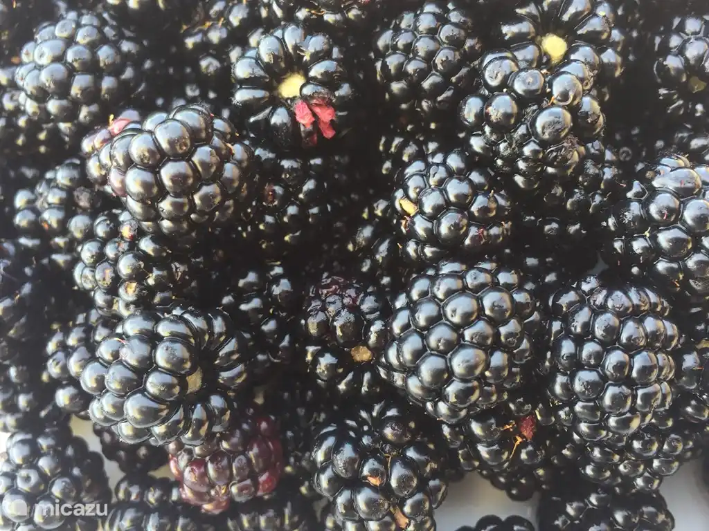 Alle unsere Gäste sind eingeladen, Obst auf dem Anwesen zu holen