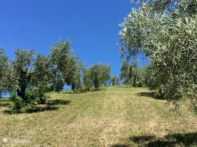 Villa Sabine | Italie, Le Latium, Castelnuovo di Farfa - villa Oliveraie sur place
