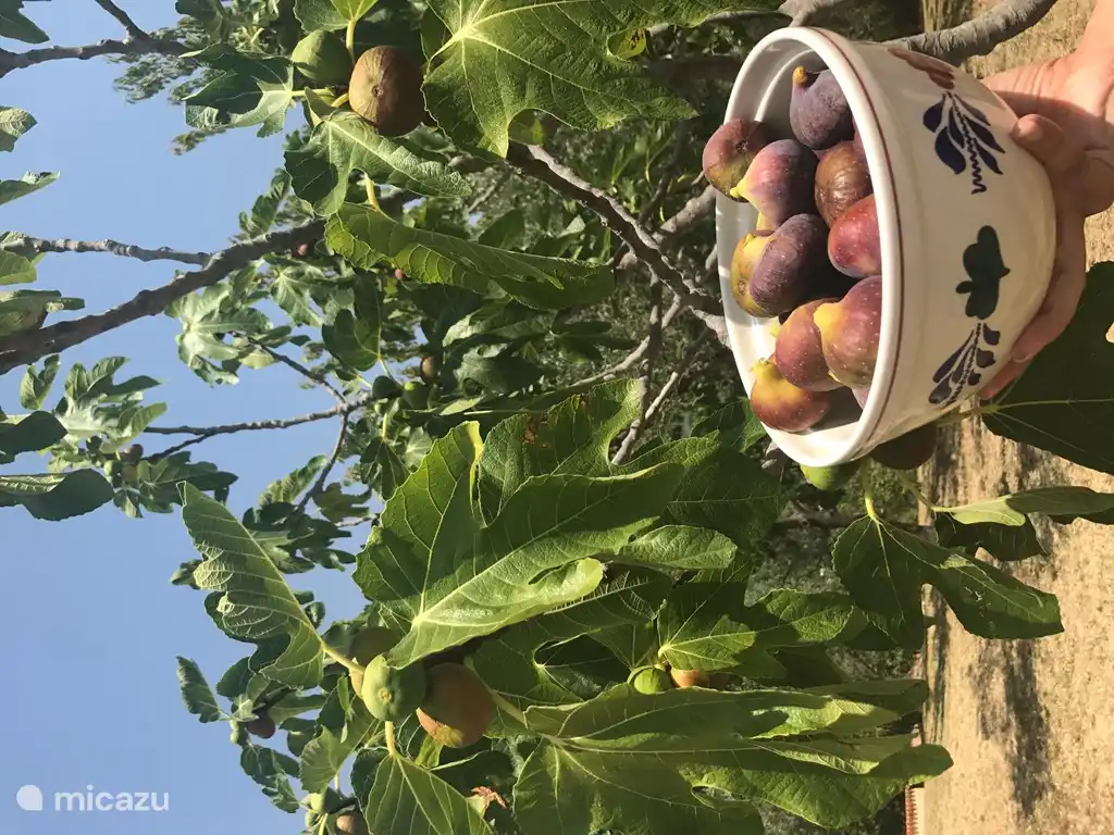 Figs from their own garden