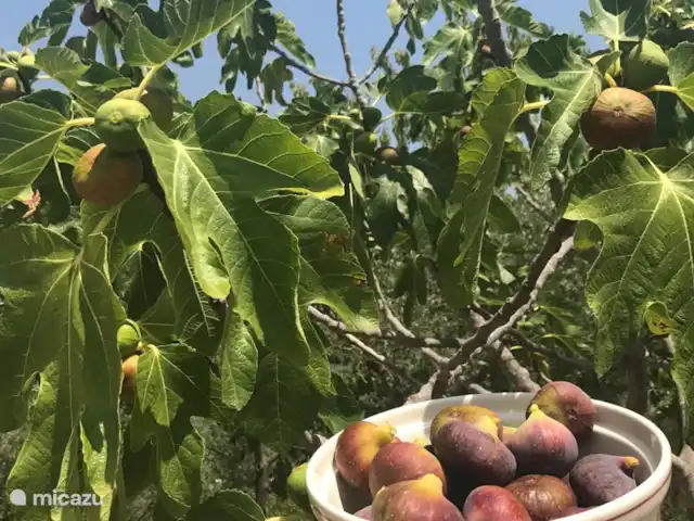 Villa Sabine | Italie, Le Latium, Castelnuovo di Farfa - villa Figues de notre propre jardin