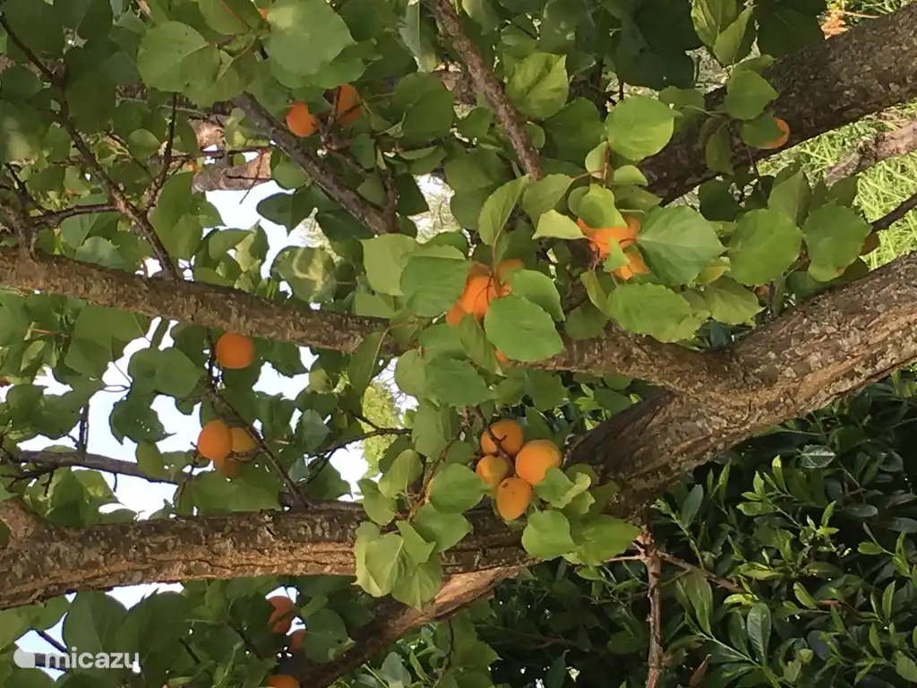 In June apricots from their own garden