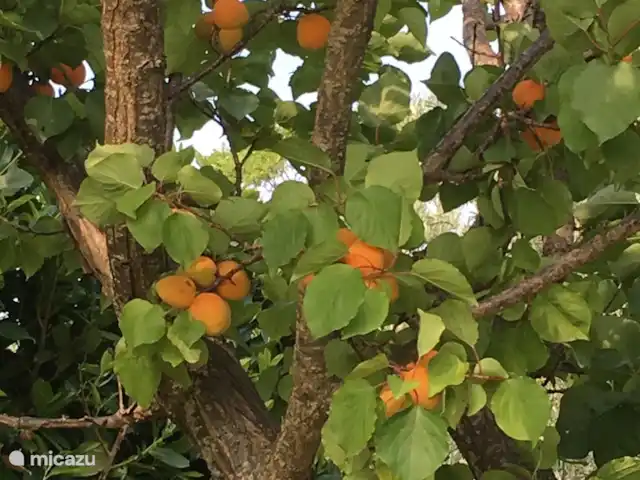 Villa Sabine | Italie, Le Latium, Castelnuovo di Farfa - villa Abricots de notre propre jardin en juin