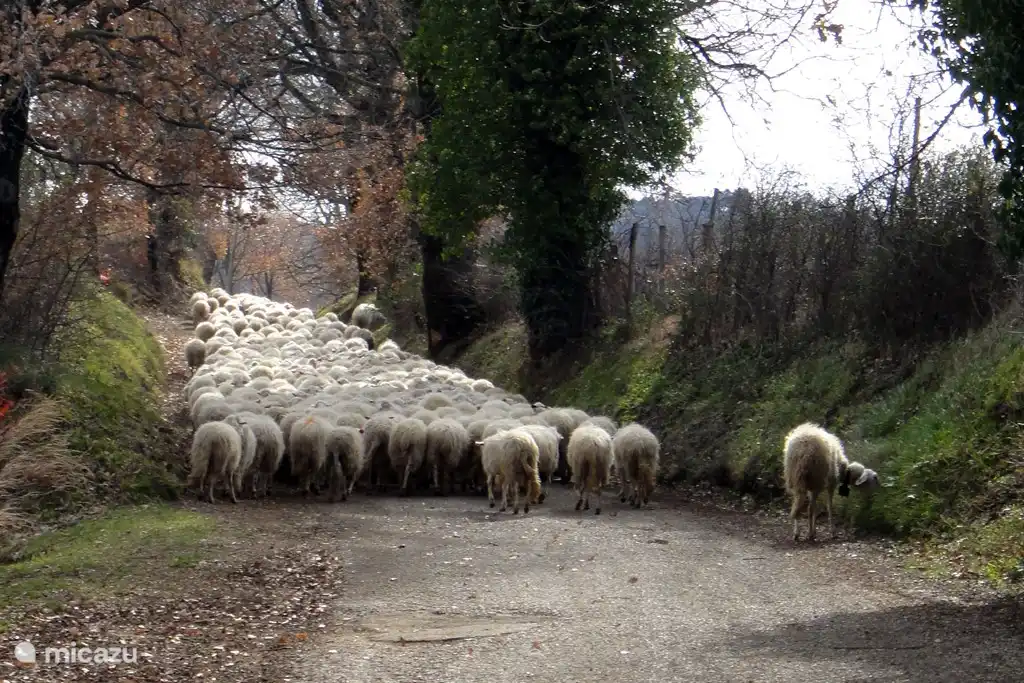 Sheep at the entrance to Villa Sabina