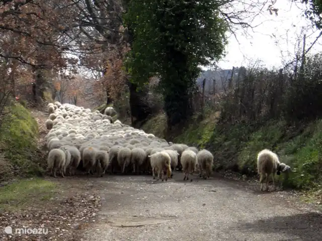 Villa Sabine | Italie, Le Latium, Castelnuovo di Farfa - villa Moutons sur la route d'accès à la Villa Sabina