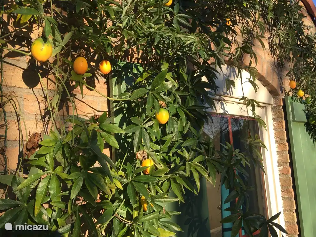 Zelfs in november nog een prachtig plaatje van de passievrucht. 