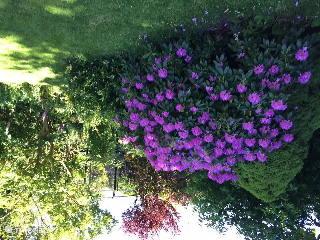 De tuin van 700 m2 met op de achtergrond de trampoline.