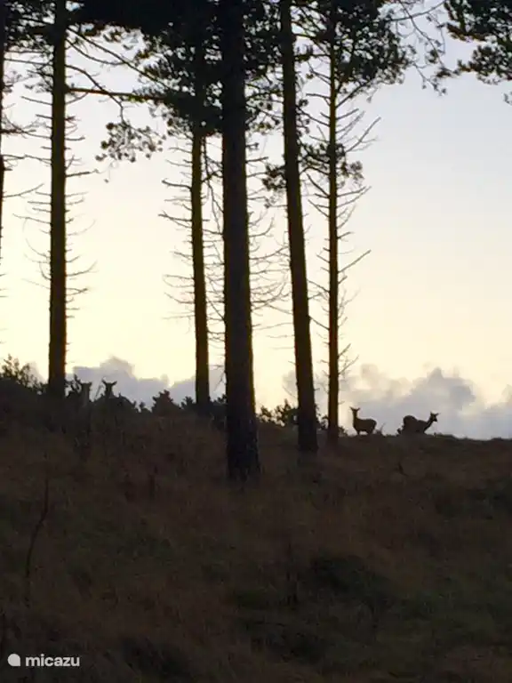 Herten in het natuurgebied aangrenzend aan het huis.