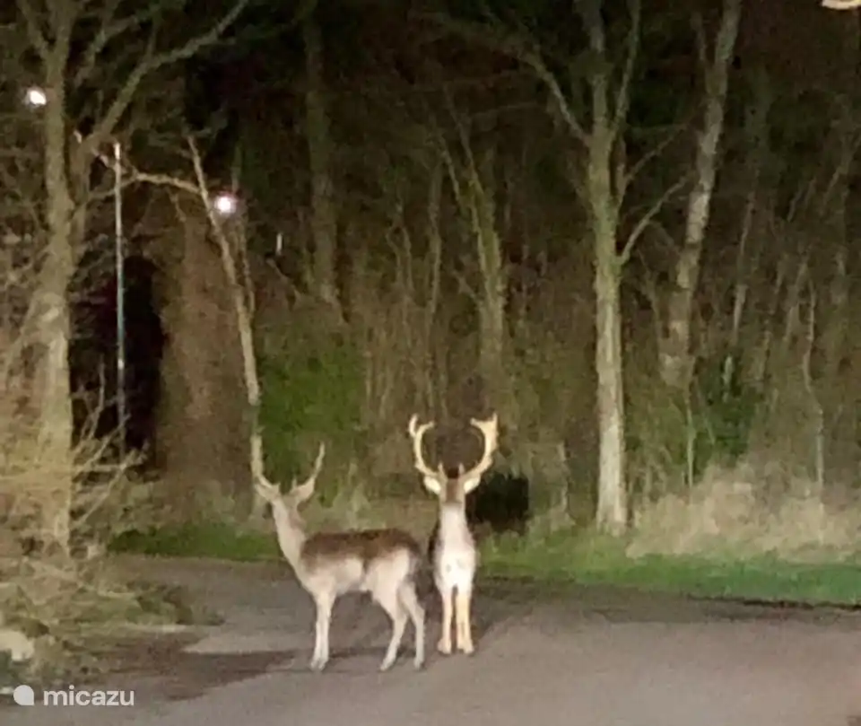 Herten heel vlakbij huis.
