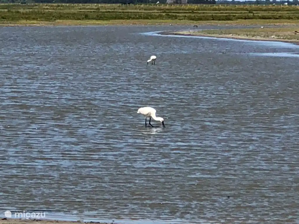 Op 10 minuten fietsen troffen wij lepelaars aan. 