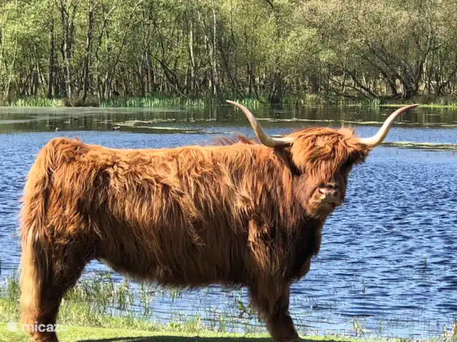 Duinhuis Marilou huren in Nederland, Zeeland, Burgh-Haamstede - vakantiehuis