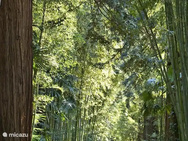 Location de Vacances France, Gard, Anduze, bungalow - Anduze Bambouseraie - Anduze, le plus grand parc de bambous d'Europe