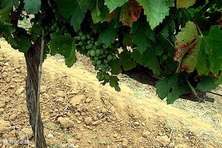 Dégustation de vin dans les vignobles locaux à proximité