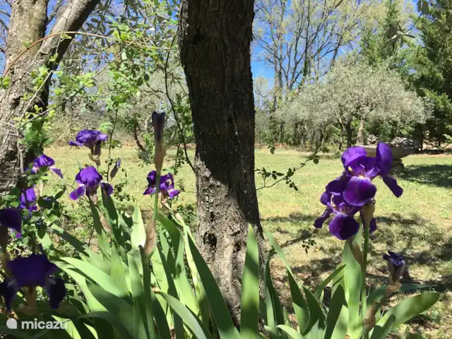 Villa les Roses | France, Var, Aups - villa Jardin de printemps