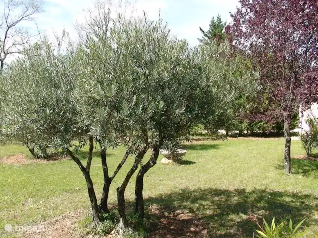 Villa les Roses | France, Var, Aups - villa Notre propre oliveraie, où nous récoltons chaque année nos propres olives pour l'huile d'olive