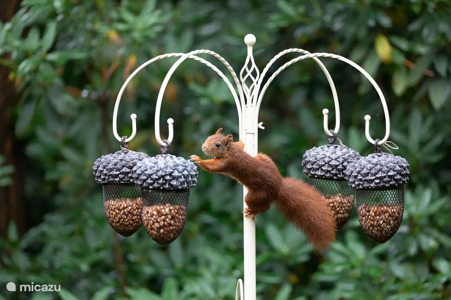 Deze beestjes zie je veel in de tuin.