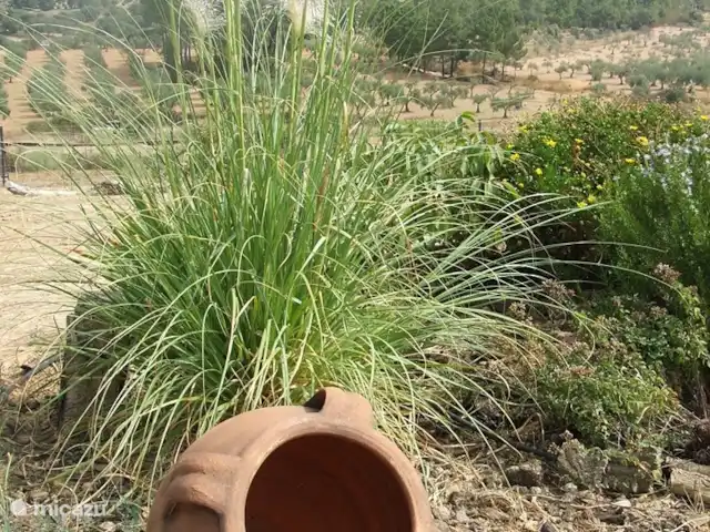 Location de Vacances Espagne, Estrémadure, Alcuéscar, gîte / cottage - Finca El Chorrillo - Casita Jardin