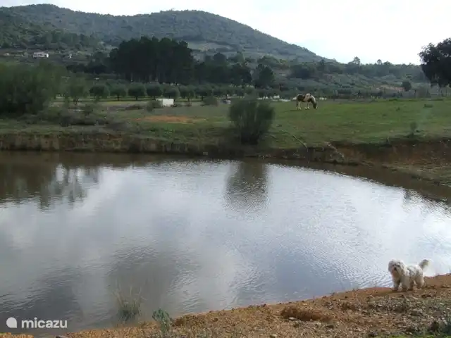 Location de Vacances Espagne, Estrémadure, Alcuéscar, gîte / cottage - Finca El Chorrillo - Casita terrain