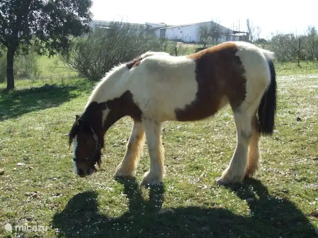Location de Vacances Espagne, Estrémadure, Alcuéscar, gîte / cottage - Finca El Chorrillo - Casita animaux domestiques
