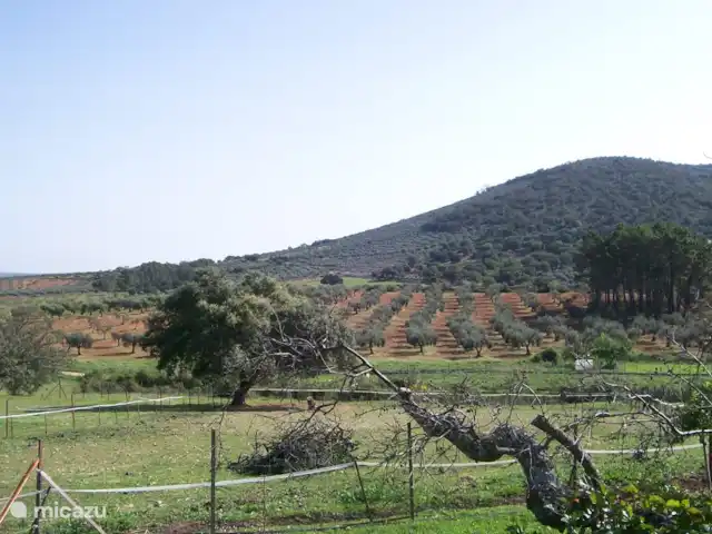 Location de Vacances Espagne, Estrémadure, Alcuéscar, gîte / cottage - Finca El Chorrillo - Casita Perspective