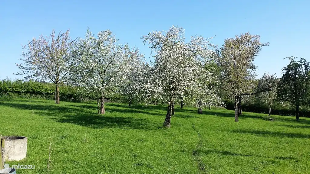 Genießen Sie im Frühling, wenn die 70 Obstbäume in voller Blüte!