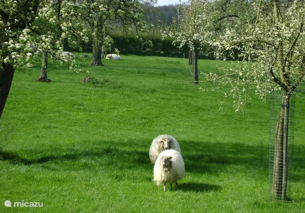 Genießen Sie das geräumige Haus Wiese von 13.000 Metern mit hohen Obstbäumen und weidenden Schafen.