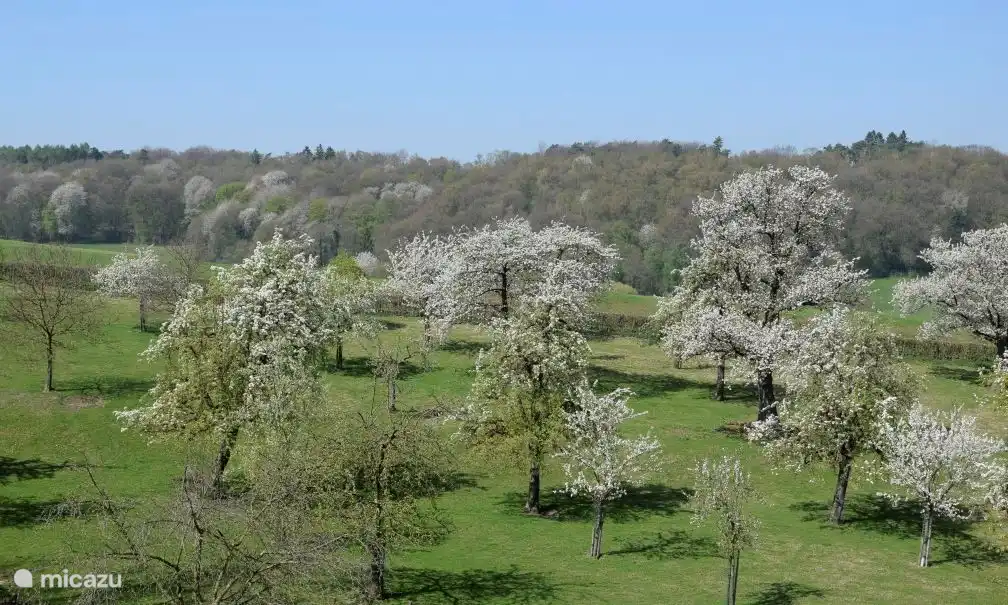 Blick über den Obstgarten