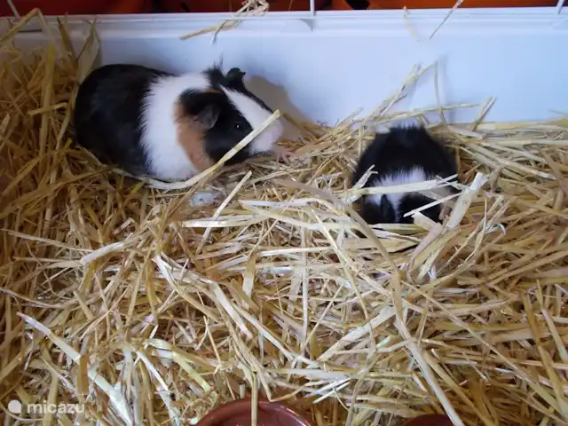 studio en España, Extremadura, Alcuéscar – Estudio Finca El Chorrillo mascotas