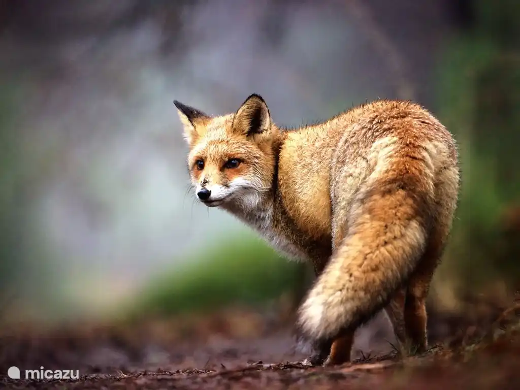 ¡Pequeño zorro curioso!