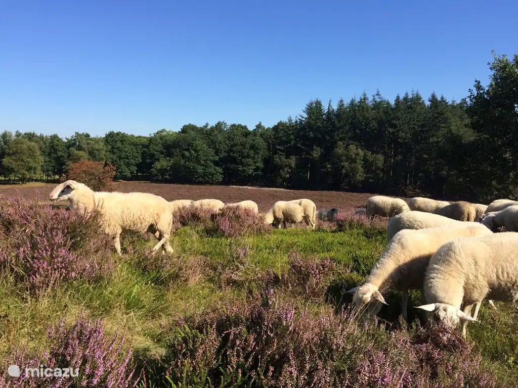 Un rebaño de ovejas camina sobre el Renderklippen