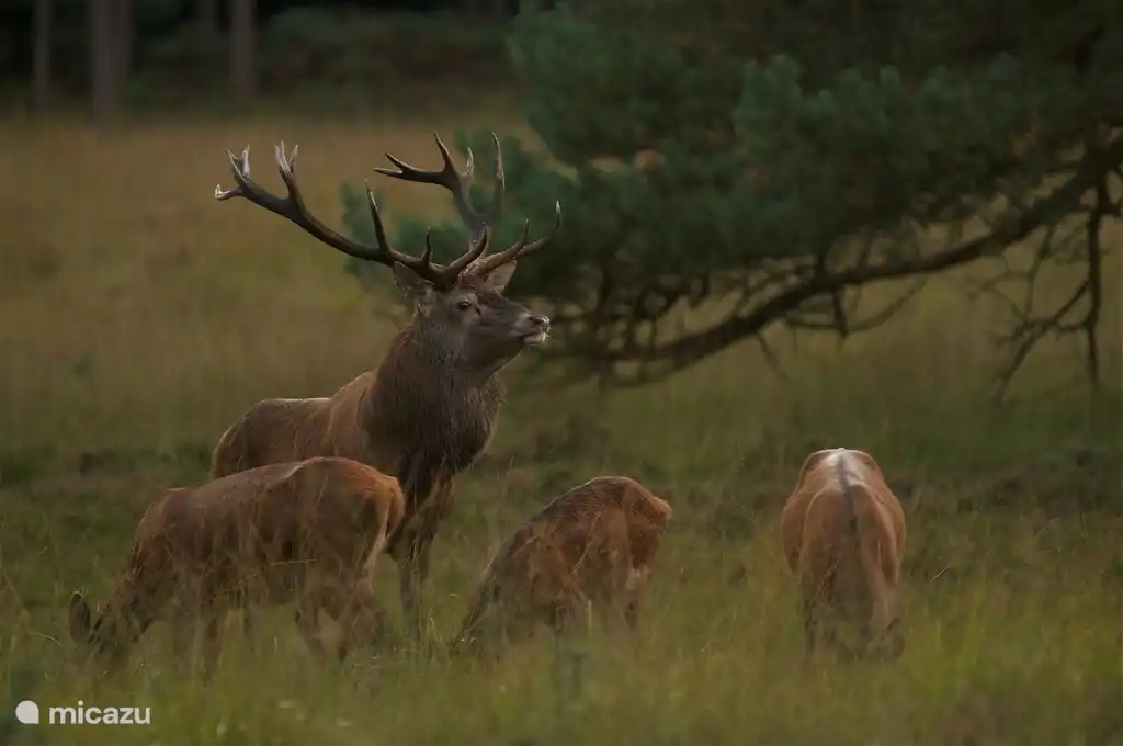 ciervo en época de berrea