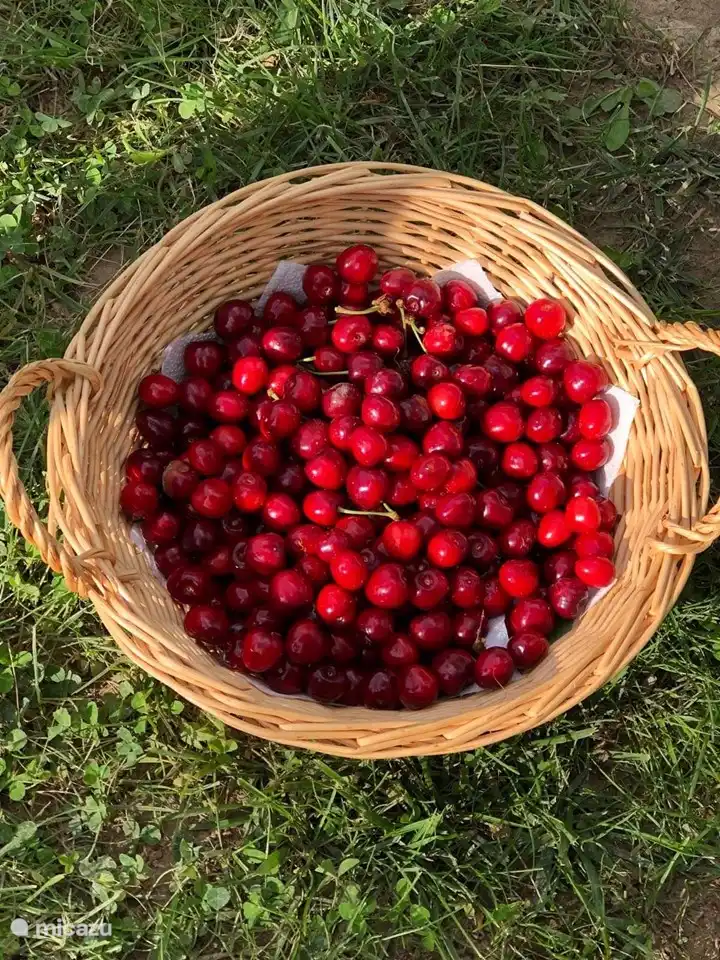 Frische Kirschen im Mai