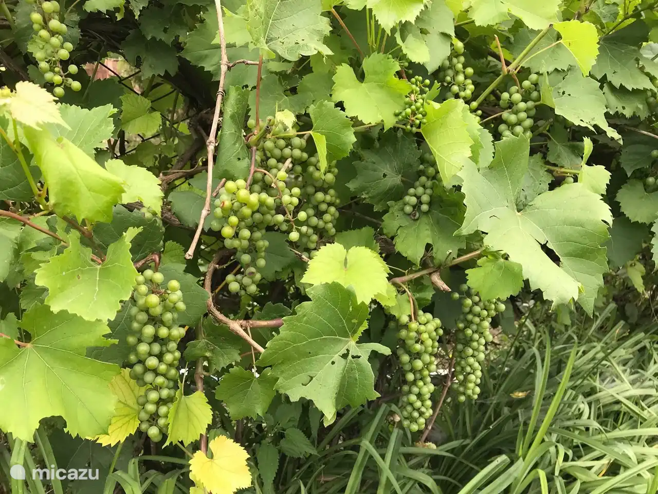 Trauben wachsen entlang der Grenze.