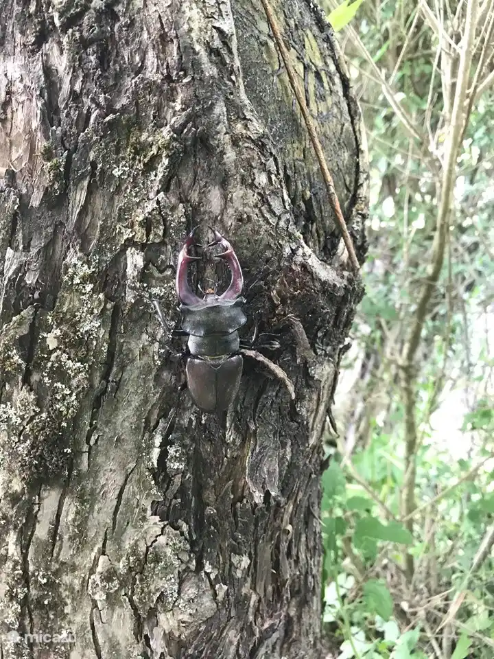 Der Hirschkäfer in unserem Apfelbaum. Dieser kann bis zu 10 cm groß werden! Es fliegt wie ein Helikopter über deinen Kopf hinweg.