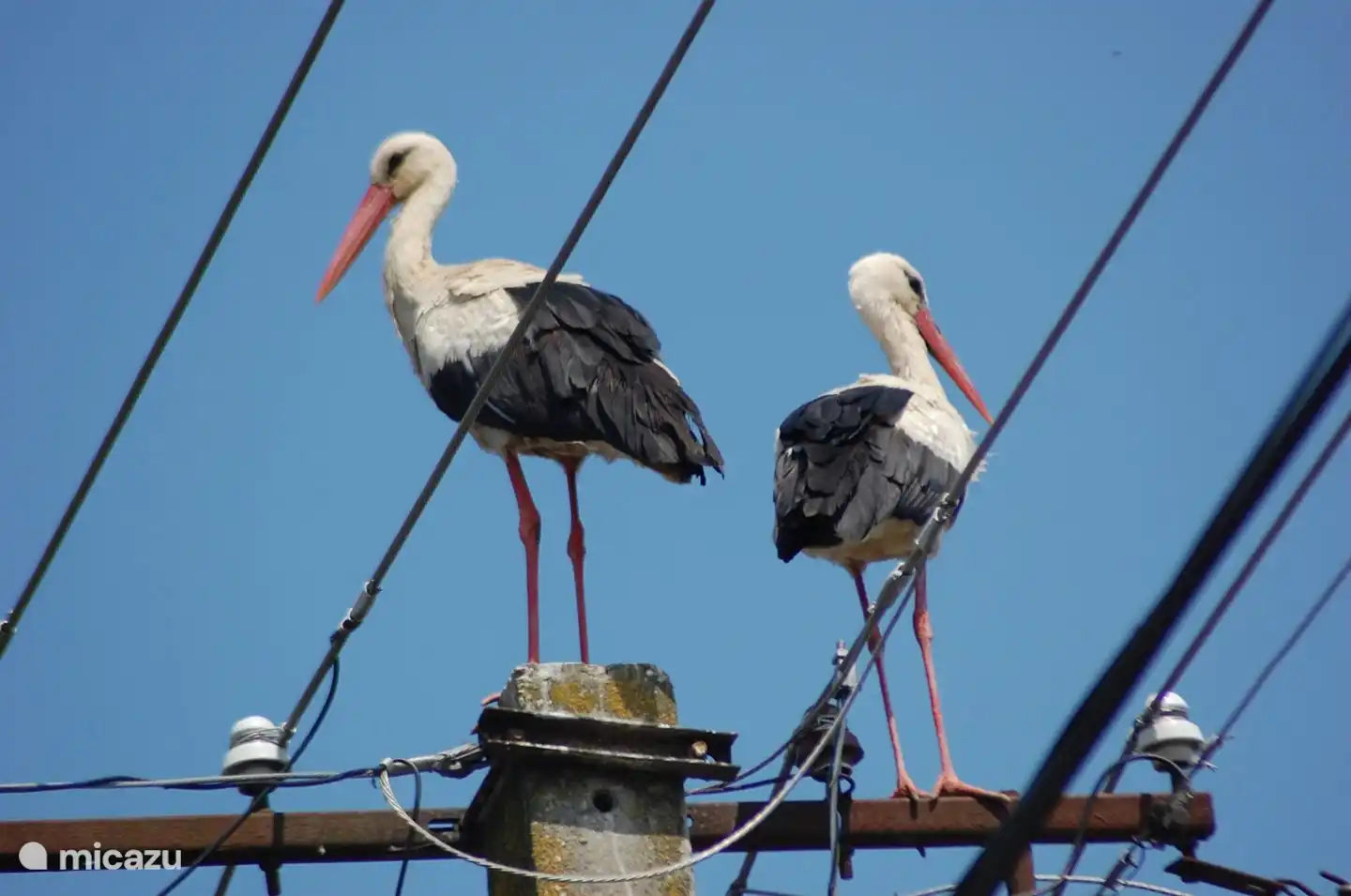 Störche haben mehrere Nester im Dorf