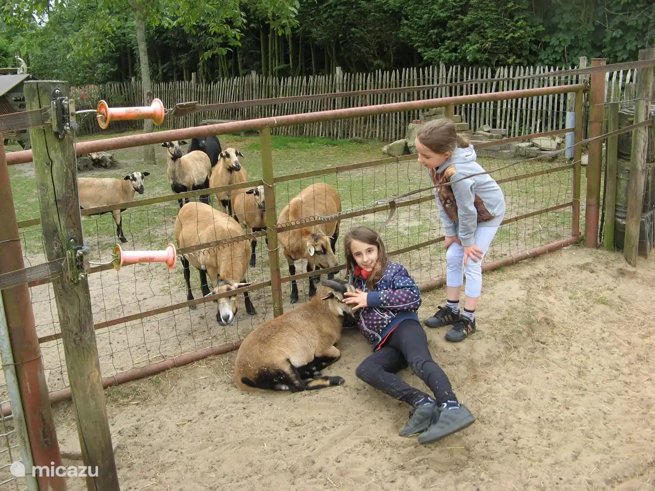 Kleinkinderen spelen met onze schapen