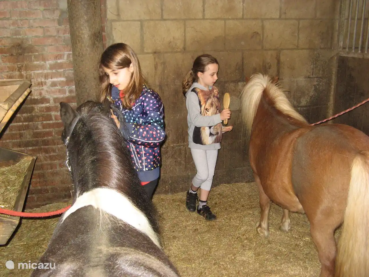 Verzorgen hun pony's