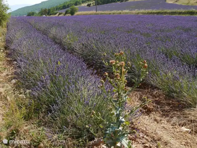 La Garussiere en Francia, Vaucluse, Les Cordiers - casa vacacional lavanda en el Vaucluse