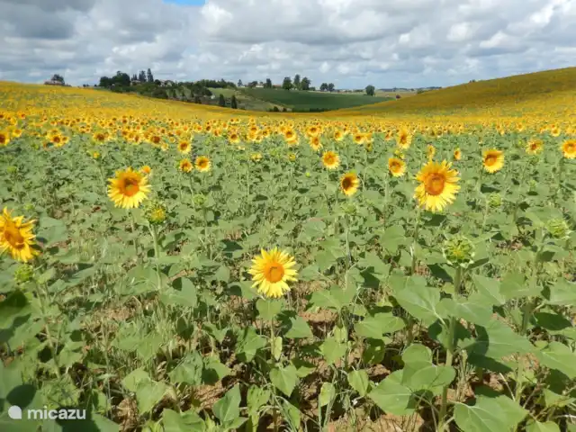 Domaine La Barbe | France, Gers, Lalanne-Arqué - gîte / cottage Tournesols dans la région