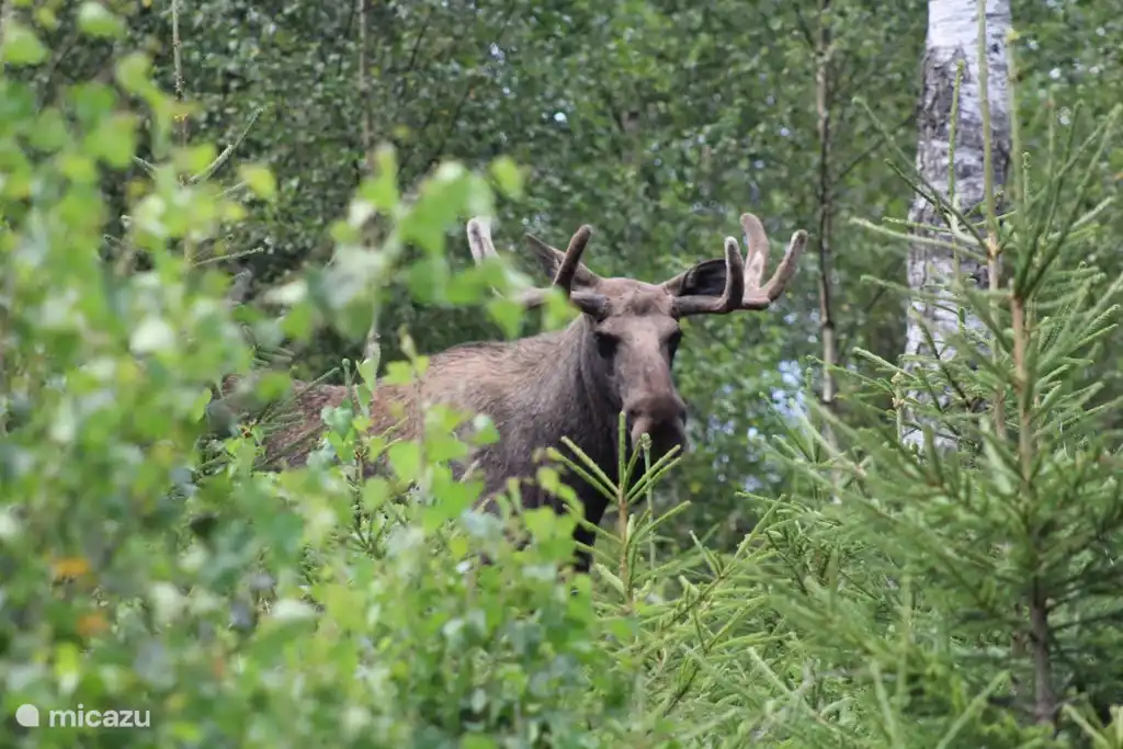 photo prise dans la forêt autour de Lycka par l'un de nos locataires, Martijn van Beek